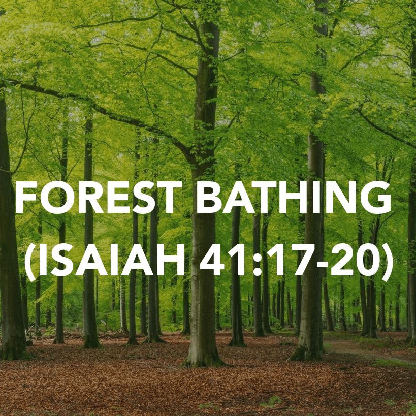 FOREST BATHING (ISAIAH&nbsp;41:17-20)